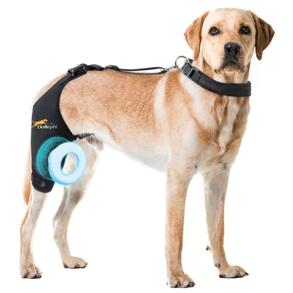 Dog Knee Brace Torn ACL Hind Leg Support Cruciate Ligament Injuries Right Leg M